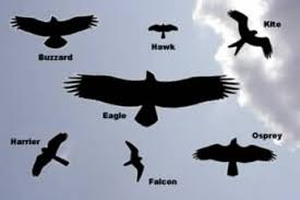 Uk Birds Of Prey Images Image Result For Buzzard Silhouette Wingspan Tekenen