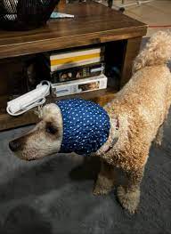 This is Bert my miniature. Brother to Samuel. Bert has the fluffiest ears  of any of my poodles.