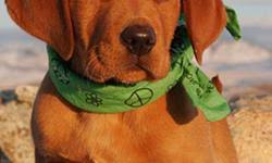 We still have 2 beautiful english fox red males available that are looking for their loving forever homes! Fox Red Lab Puppies For Sale In Blenheim Ontario Nice Pets Online