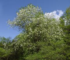Image result for Halesia