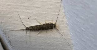 Da han var 18 år skulle finn james fjerne en tann. Skjeggkre Helt Ufarlig Men Er Vanskelig A Bli Kvitt