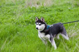 A huskydoodle is a crossbreed between a siberian husky and poodle. Husky Charakter Husky Wesen Was Macht Den Husky Aus Meinhusky De