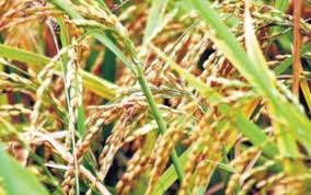 Padi (oryza sativa) merupakan satu daripada tanaman bijirin dan merupakan makanan ruji bagi ramai penduduk dunia termasuk di asia, amerika latin dan caribbean. Peningkatan Pengeluaran Padi Semasa Perubahan Iklim Di Malaysia Pejabat Timbalan Naib Canselor Penyelidikan Inovasi