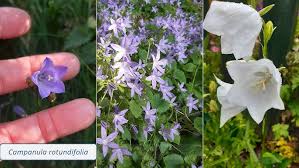 Image result for Campanulaceae