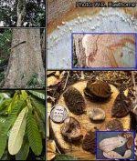 Image result for Anthonotha