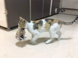Kucing yang sedang hamil biasanya umur kehamilanya sekitar 65 sampai 67 hari loh! Viral Paramedis Tolong Induk Kucing Yang Anaknya Sakit