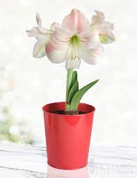 Premium Amaryllis Kit Collection Spring Flowering Bulbs Amaryllis Daylily Nursery