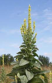Wild Forage Mullein Medicinal Plants Medicinal Herbs Garden Healing Plants