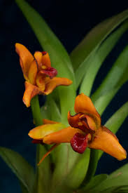 Image result for Otomeria elatior