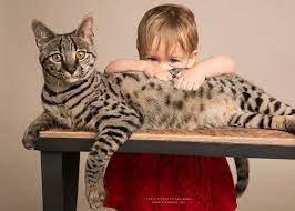 The price would depend on many factors, such as the kitten's lineage, its parents, its health, and the breeder's reputation. F1hybrids Savannah Cats
