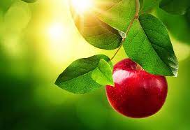 Maybe you would like to learn more about one of these? Adam And Eve Bible Story For Kids