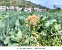 Image result for Erigeron bonariensis