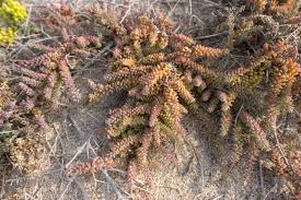 Image result for Suaeda vermiculata
