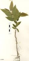 Image result for Xylopia acutiflora
