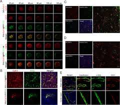 Tumor-Associated Fibroblast-Targeted Regulation and Deep Tumor Delivery of  Chemotherapeutic Drugs with a Multifunctional Size-Switchable Nanoparticle  | ACS Applied Materials & Interfaces