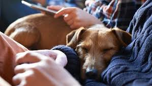 Does Your Dog Sleep Curled Up Twitch A Lot Take Naps All Day The Way Your Dog Sleeps And Their Sleeping In 2020 Dog Sleeping Positions Sleeping Dogs Sleeping Habits