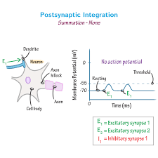 Brush Up On Postsynaptic Integration Neuroscience Postsynapticintegration Synapse Neuroanatomy Neurophysiol In 2020 Physiology Neuroscience Anatomy And Physiology