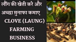 We are less stressed and more productive around plants. Clove Laung Cultivation Farming Business à¤² à¤ à¤ à¤² à¤­à¤ à¤° à¤ à¤¤ Youtube