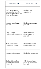 The animal cell has 9 main organelles. Https Betrained In Ncert Exemplar 9 Science The Fundamental Unit Of Life Solution