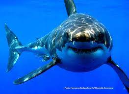So, sharks can't smell a drop of blood a mile away, but one thing they're pretty good at is detecting low concentrations of odors that indicate the presence of prey—not just blood, but all kinds of organic molecules. How Sharks Smell Blood Superbly But Not Miles Away Poseidon S Web