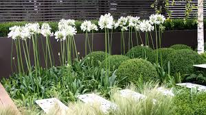 Feed these buddies with a balanced no matter how much experience you have in the gardening world, you will find it easy to successfully make more of these buddies in only a few steps. Better Ways To Use Agapanthus Grow Beautifully Modern Garden Design Modern Garden Contemporary Garden