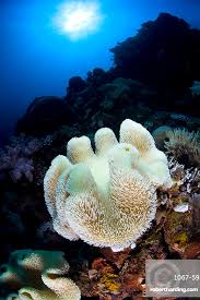 Image result for Sarcophyte