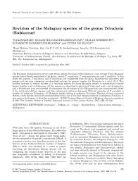 Image result for Tricalysia sp. E