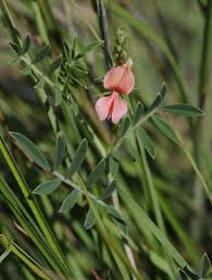 Image result for Indigofera lupatana