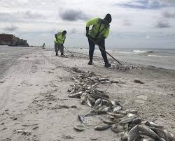 When Will Red Tide On Floridas West Coast Go Away Its