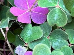 Image result for Oxalis purpurascens