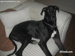 Great dane puppy for sale near ohio, coldwater, usa. Droll Great Dane Puppies For Sale South Africa L2sanpiero