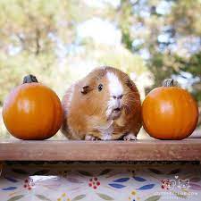 Pin On Guinea Pigs