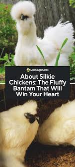 You could fit about a dozen baby chickens in an empty fish tank which makes a perfect little draft free home for your baby chicks. About Silkie Chickens The Fluffy Bantam That Will Win Your Heart