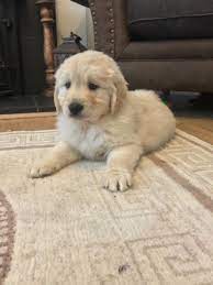 Whether you've been on the lookout for an adorable pup of your own or simply need a quick mood boost at work, we've rounded up some of the cutest photos. Akc Registered Chunky Golden Retriever Puppies Yonkers For Sale New York Westchester Pets Dogs