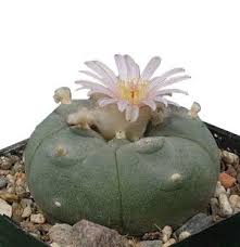 Christmas cactus lives for about 20 to 30 years if proper maintenance is provided. Lophophora Williamsii Cactus 15 Viable Seeds For Growing Wonderfull Flower Buy Online In Honduras At Honduras Desertcart Com Productid 100161771