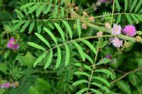 Image result for Mimosa diplotricha