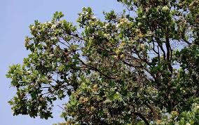 Image result for Syzygium cordatum