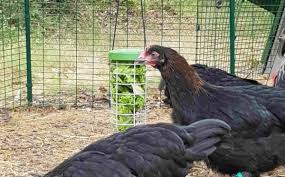 Les Pondoirs Pour Poules Fait Maison En 2020 Fait Maison Poule Faire Soi Meme