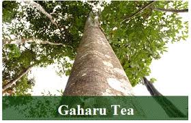 Fteg technology sdn bhd believe in delivering the best solution to our client. Plantation Visit With Perak Branch Committee To Gaharu Technologies Sdn Bhd