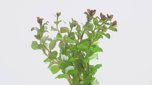 Image result for Ludwigia senegalensis