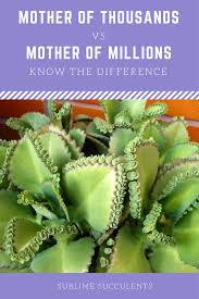 What Is The Difference Between Mother Of Thousands And Mother Of Millions Succulent Names Succulents Succulent Care