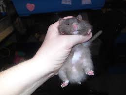Syrian Hamster Babies Long Haired Syrian Hamster Baby Hamster Hamster