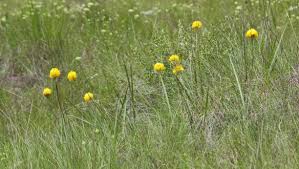 Image result for Eulophia ensata