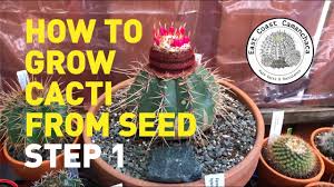 How to grow cactus seeds? How To Grow Cacti From Seed Step 1 Fruit To Seedlings Youtube