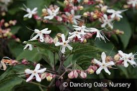 Image result for Clerodendrum melanocrater