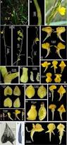 Image result for Utricularia scandens