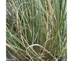 Image result for Sporobolus molleri