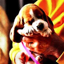 Websitesweet Cutepuppies Puppies Beagles Beagle Sweet Puppy Find Pets More Swee Dog Can And Our Sweet Beagle Puppy D Beagle Puppy Puppies Beagle