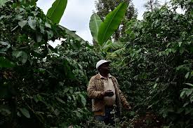 The coffee board of kenya postal address is p.o. Like A Miracle Poo Powering Kenya S Modern Farmers