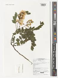Image result for Calpurnia aurea